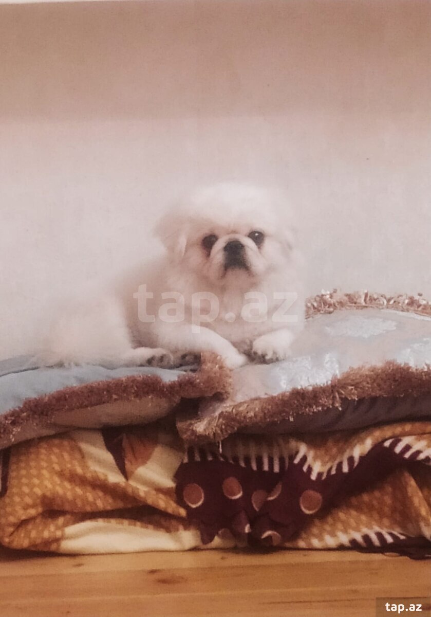 Pekines (Cütləşdirmək üçün) (4)