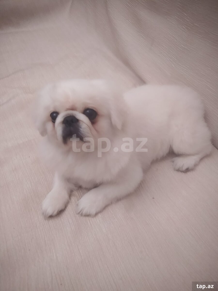 Pekines (Cütləşdirmək üçün) (2)