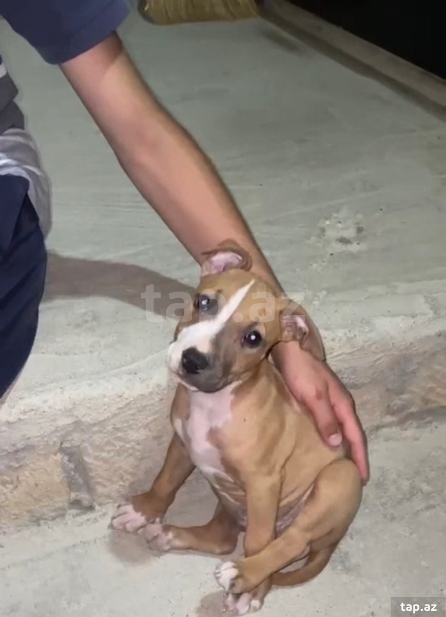 Pitbul
