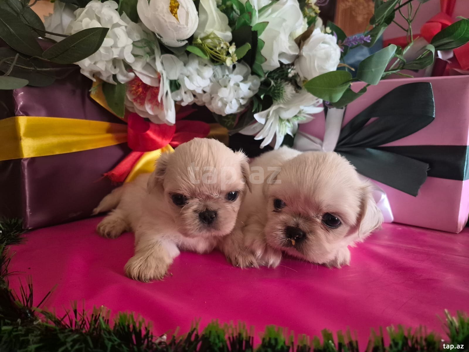 Pekines  (3)