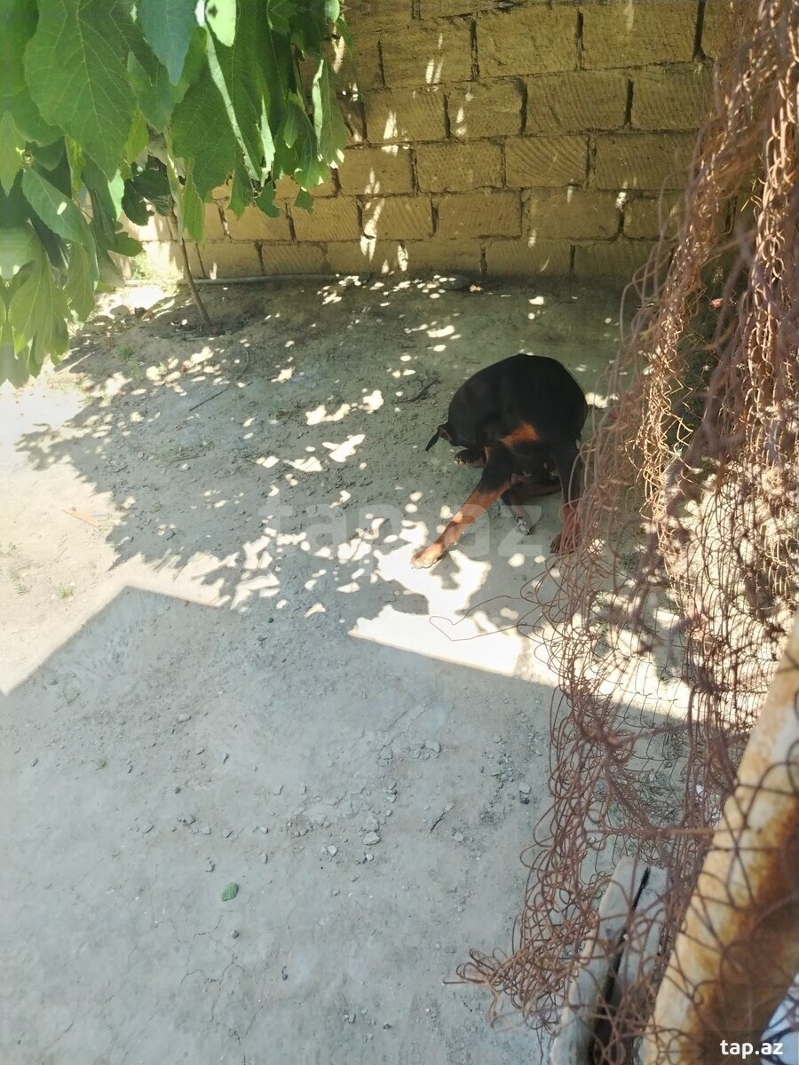 Doberman