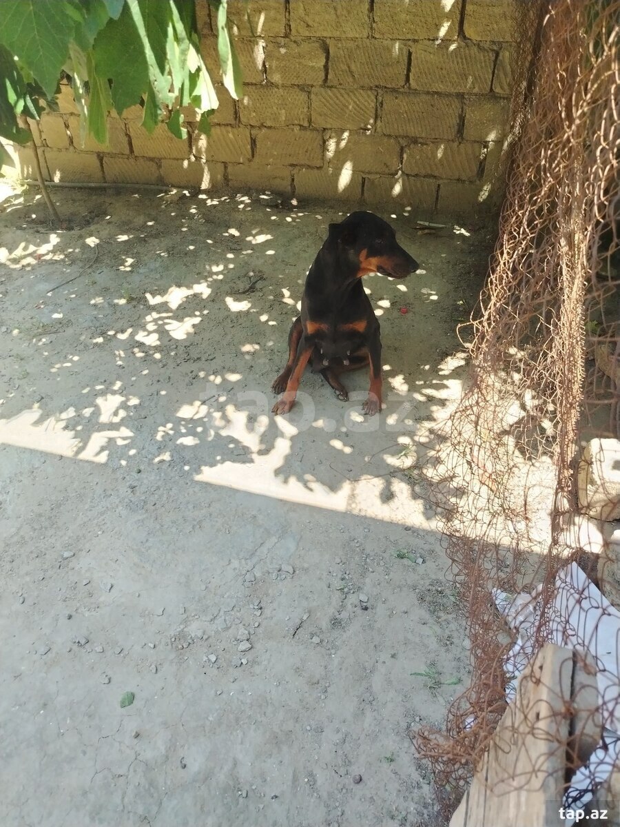 Doberman (2)