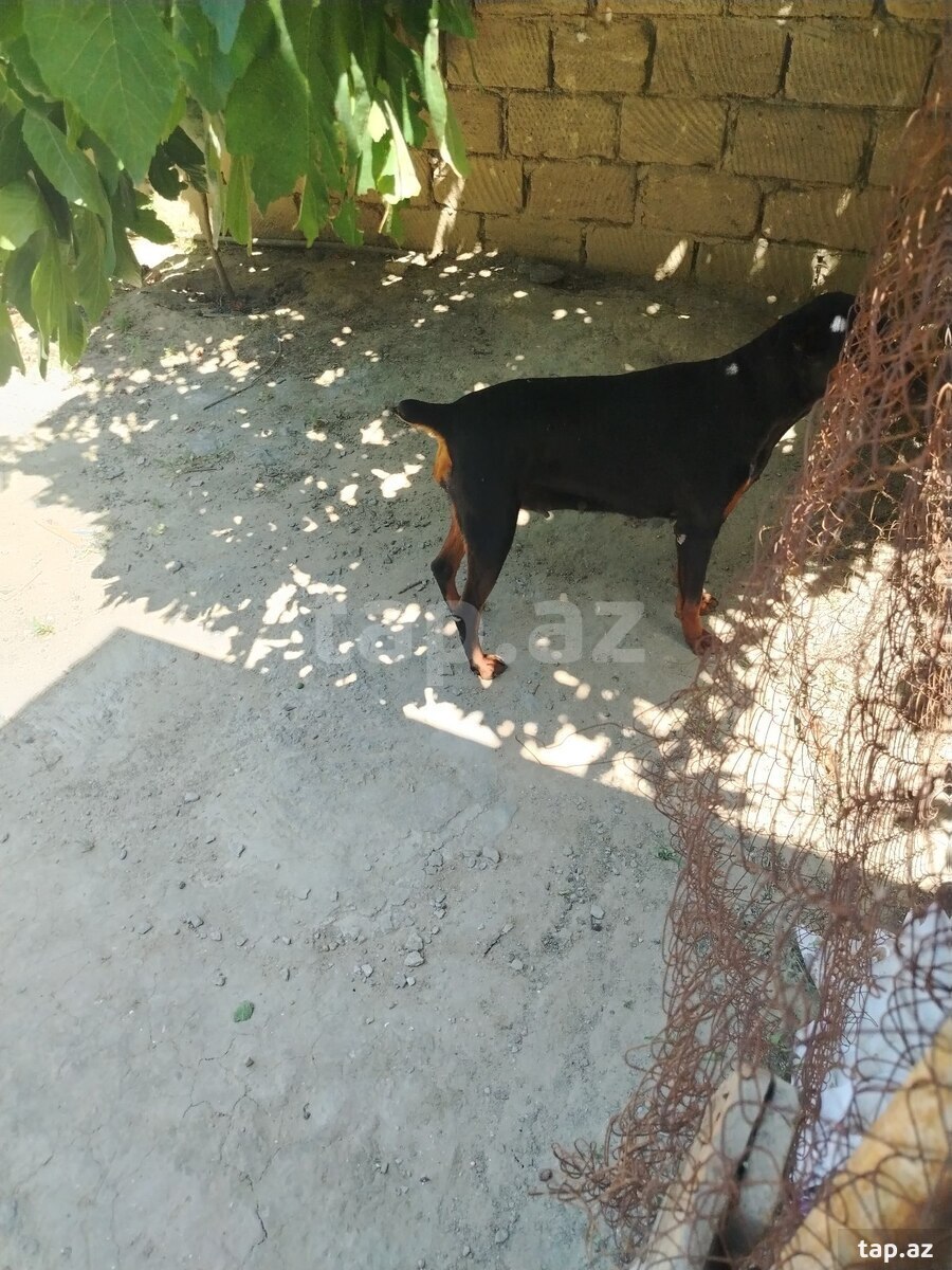 Doberman (3)