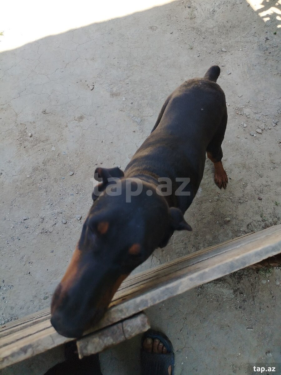 Doberman (4)