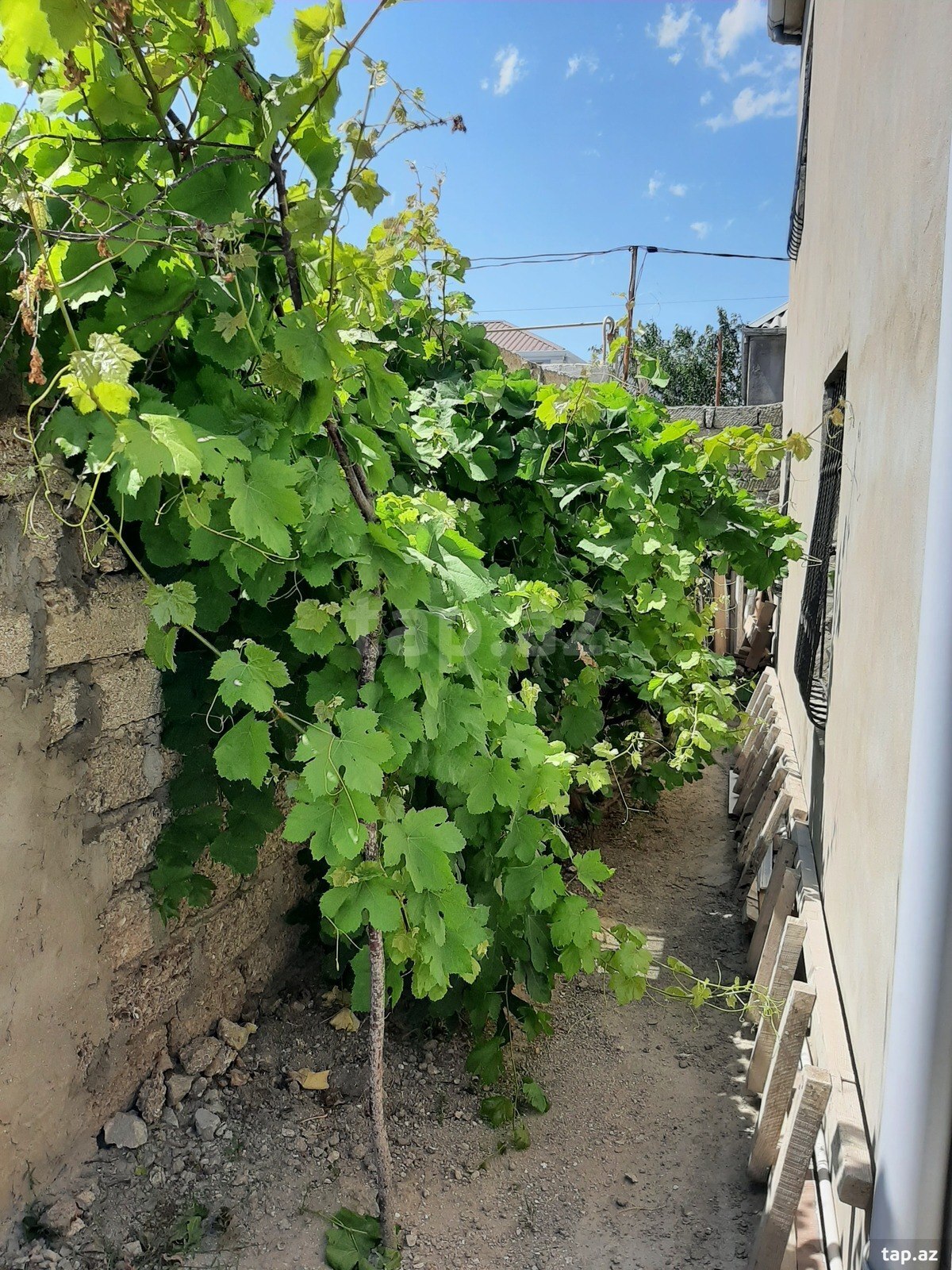 Həyət evi, Həsənağa Şirvani küç. (19)
