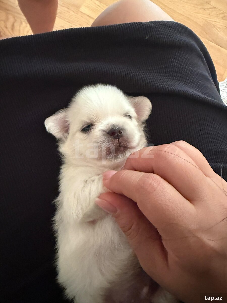 Pekines balası