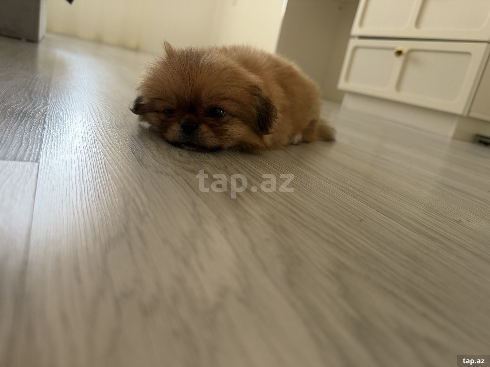 Pekines balası (2)