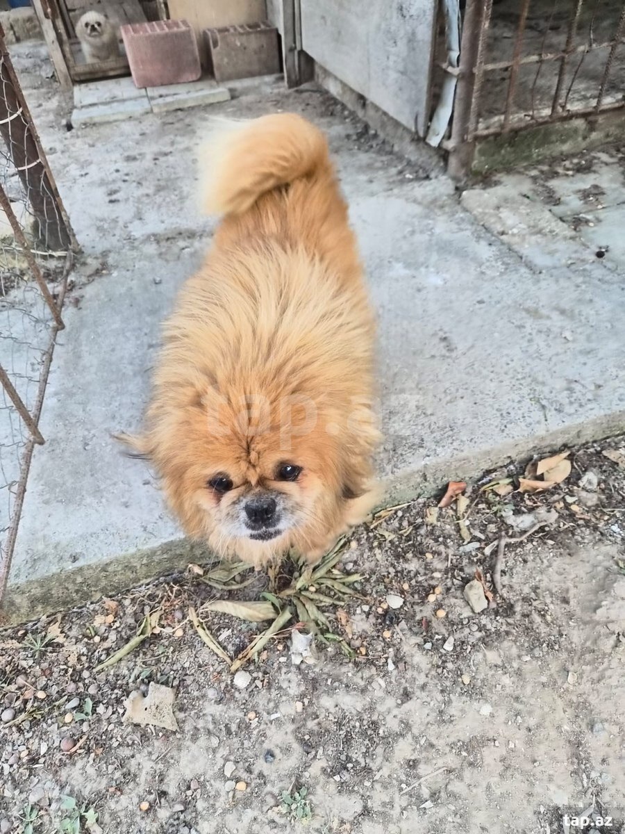 Pekines 