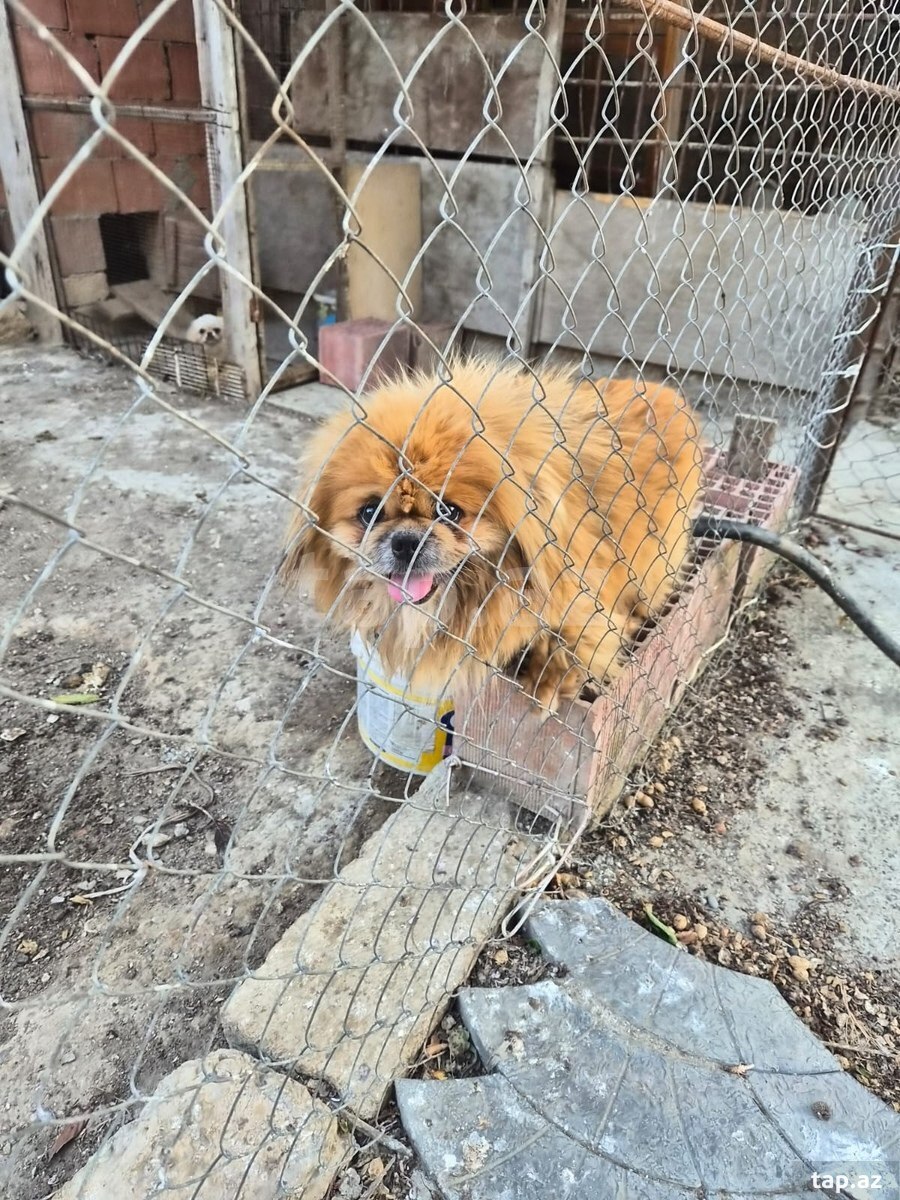 Pekines  (3)
