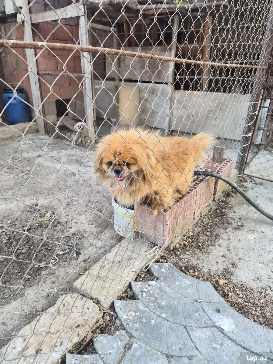 Pekines  (4)