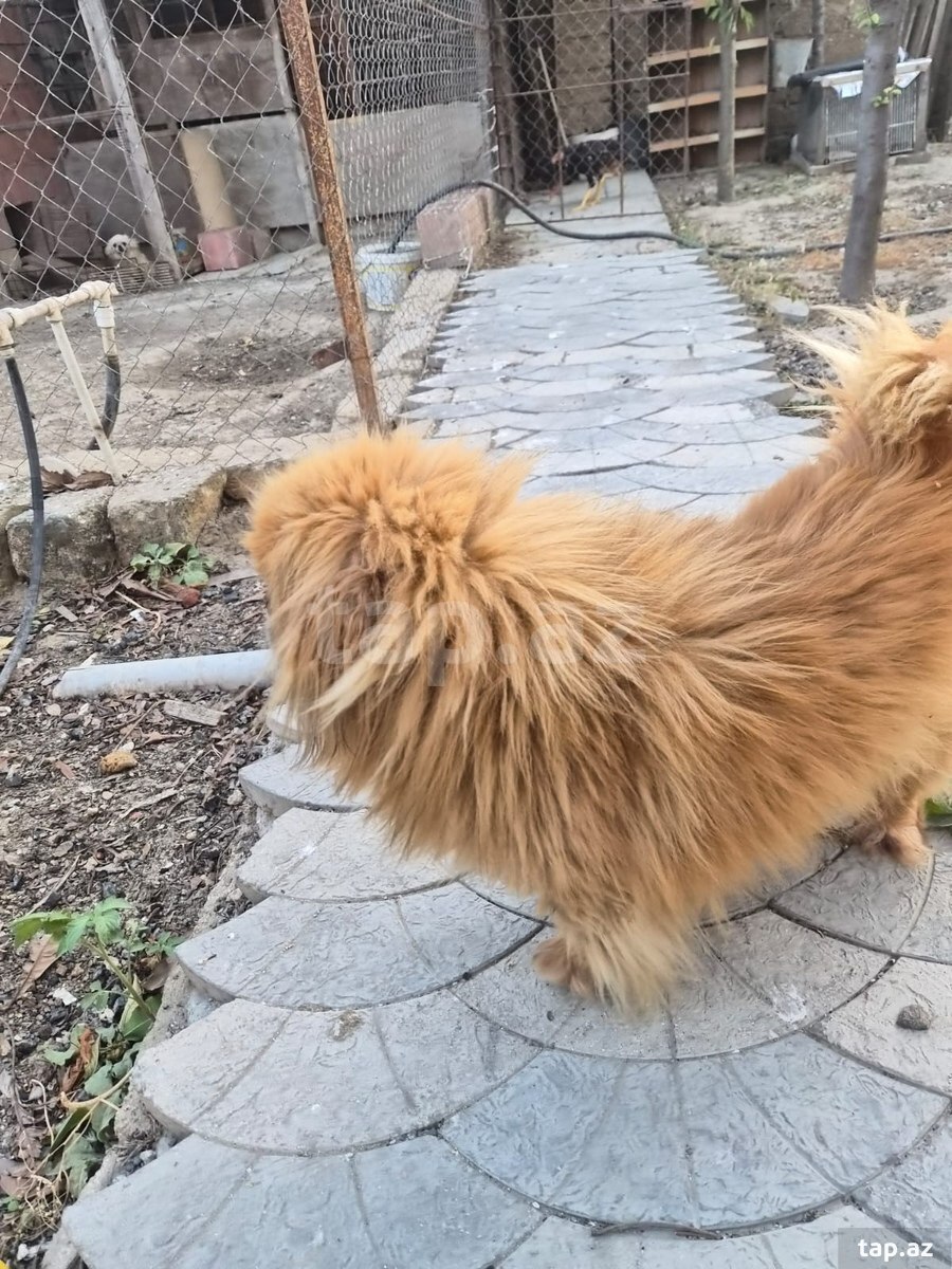 Pekines  (2)