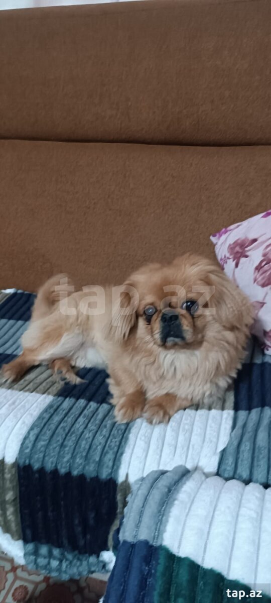 Pekines 