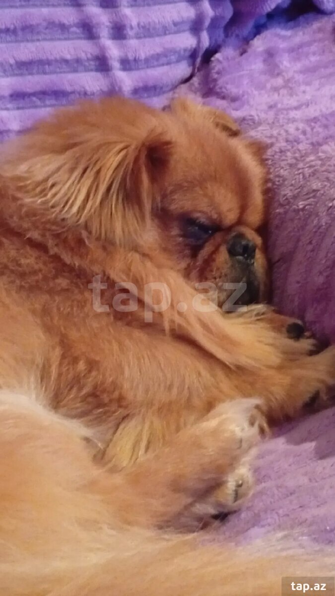 Pekines  (2)