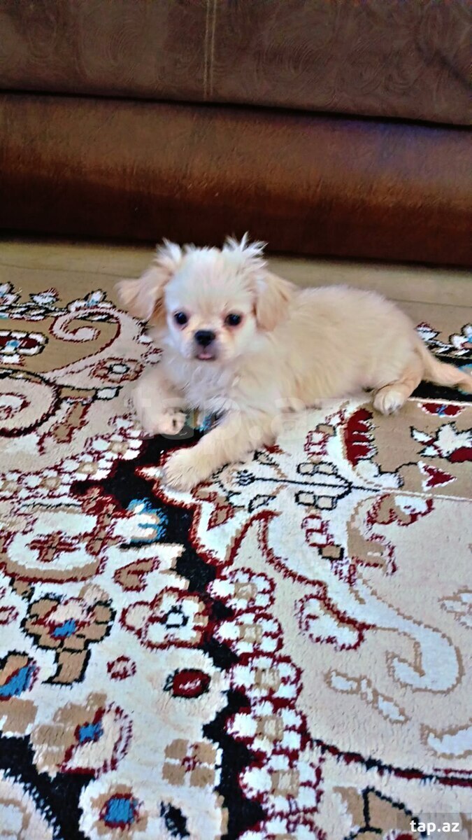 Pekines balası