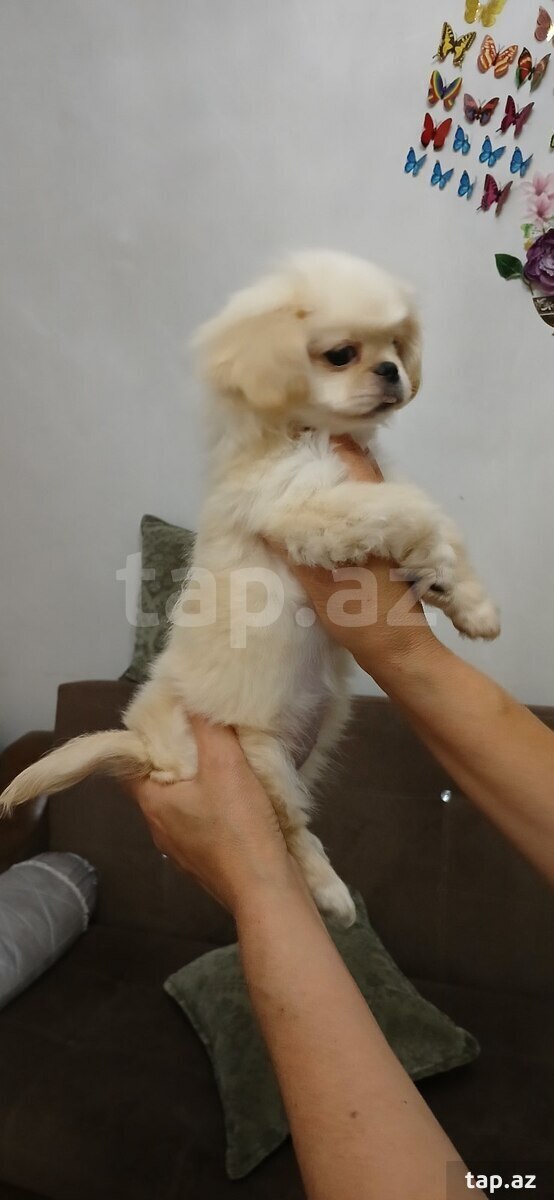 Pekines balası (2)