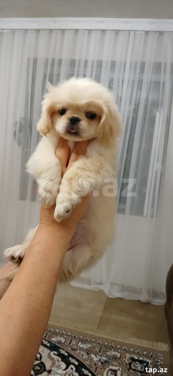 Pekines balası (3)
