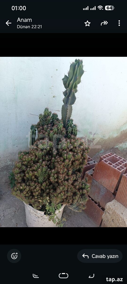 Kaktus (3)