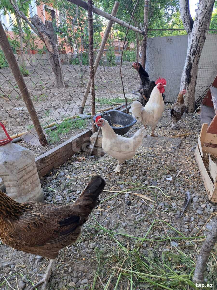 Serebrist F6 xoruzları (4)
