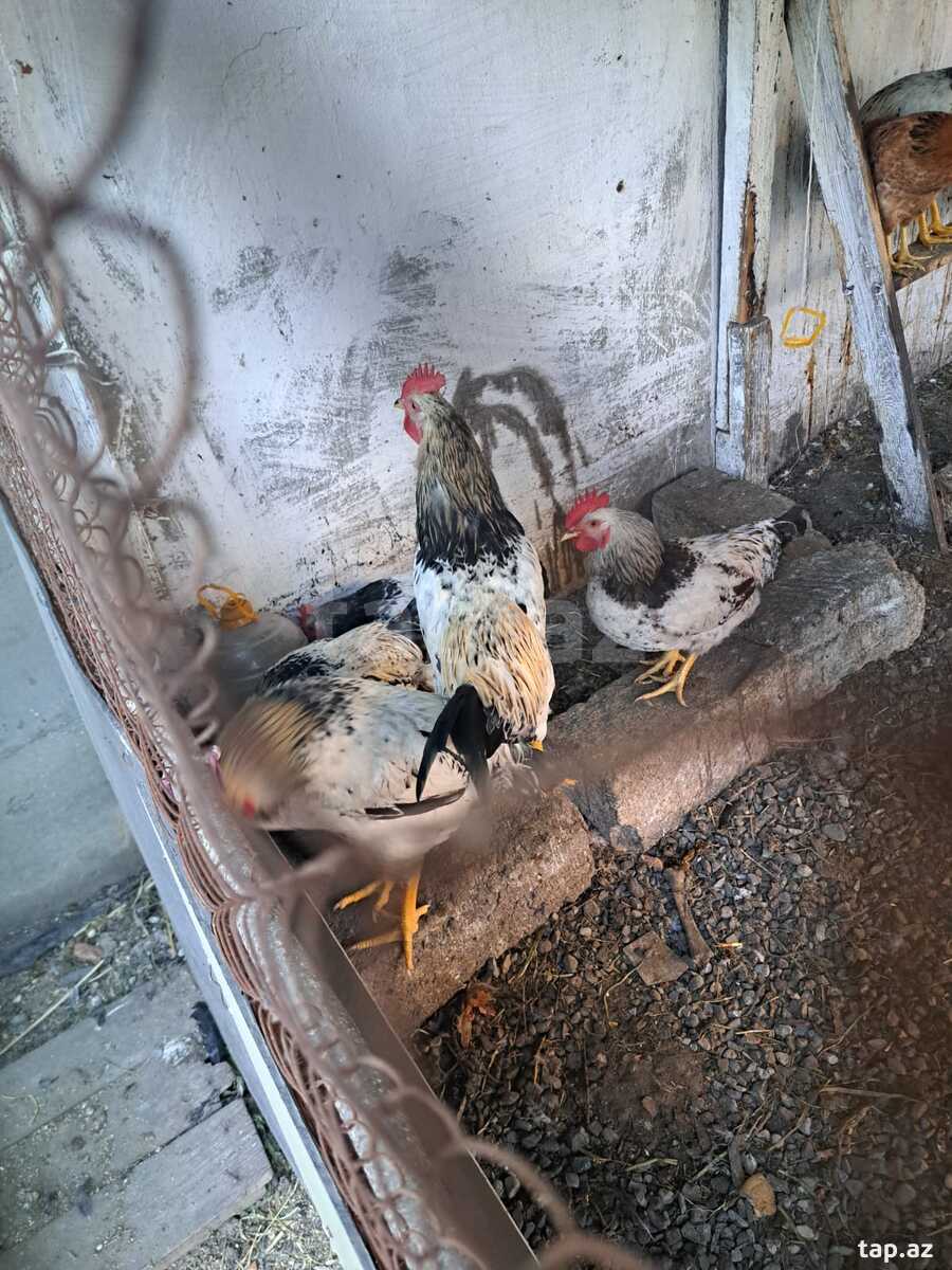 Serebrist F6 xoruzları