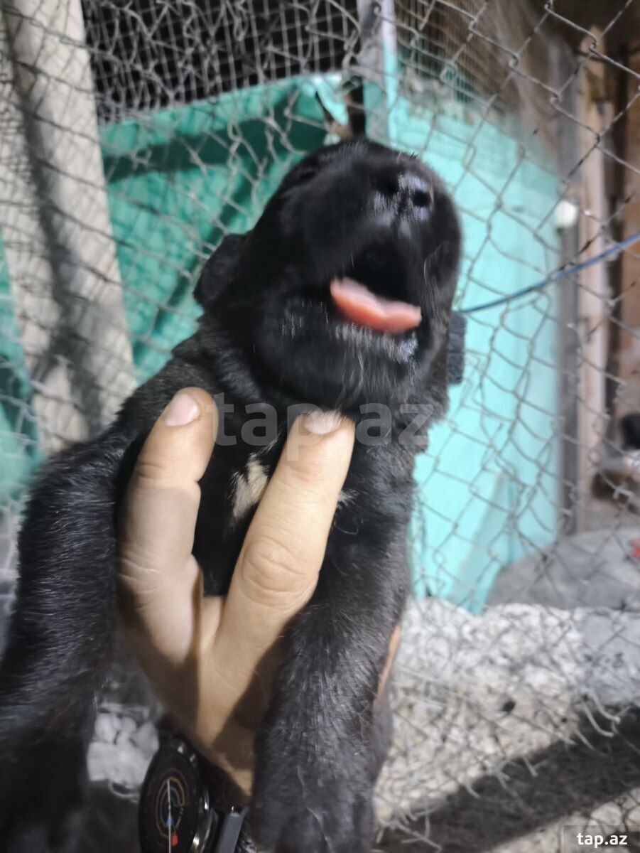 Türkiyə kanqalı (8)