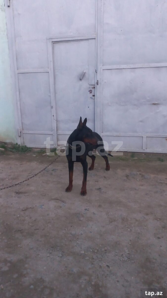 Doberman (cütləşdirmək üçün) (3)