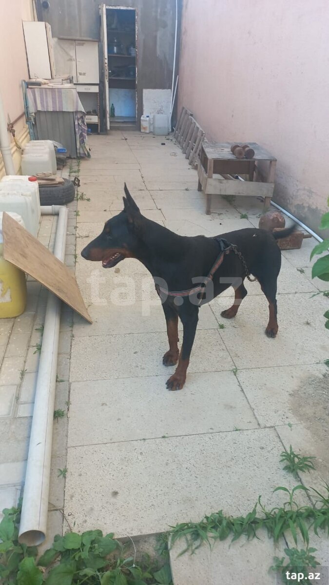 Doberman (cütləşdirmək üçün)