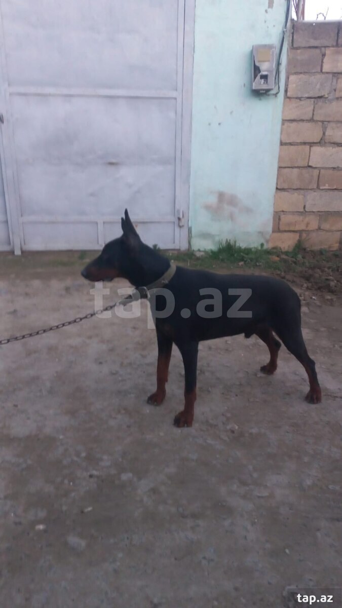 Doberman (cütləşdirmək üçün) (2)