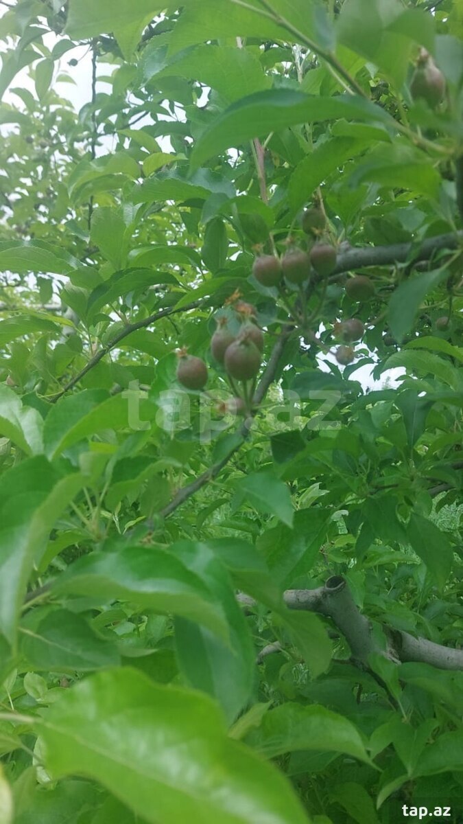 70 sot torpaq sahəsi, Quba ş. (4)