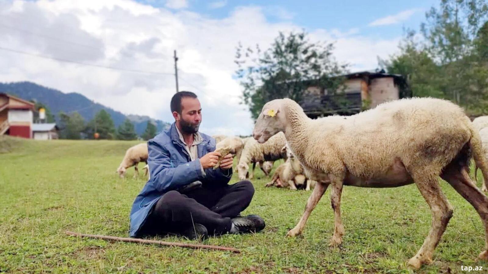 Çoban işi axtarıram