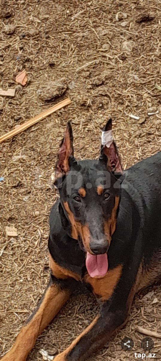 Doberman  (2)