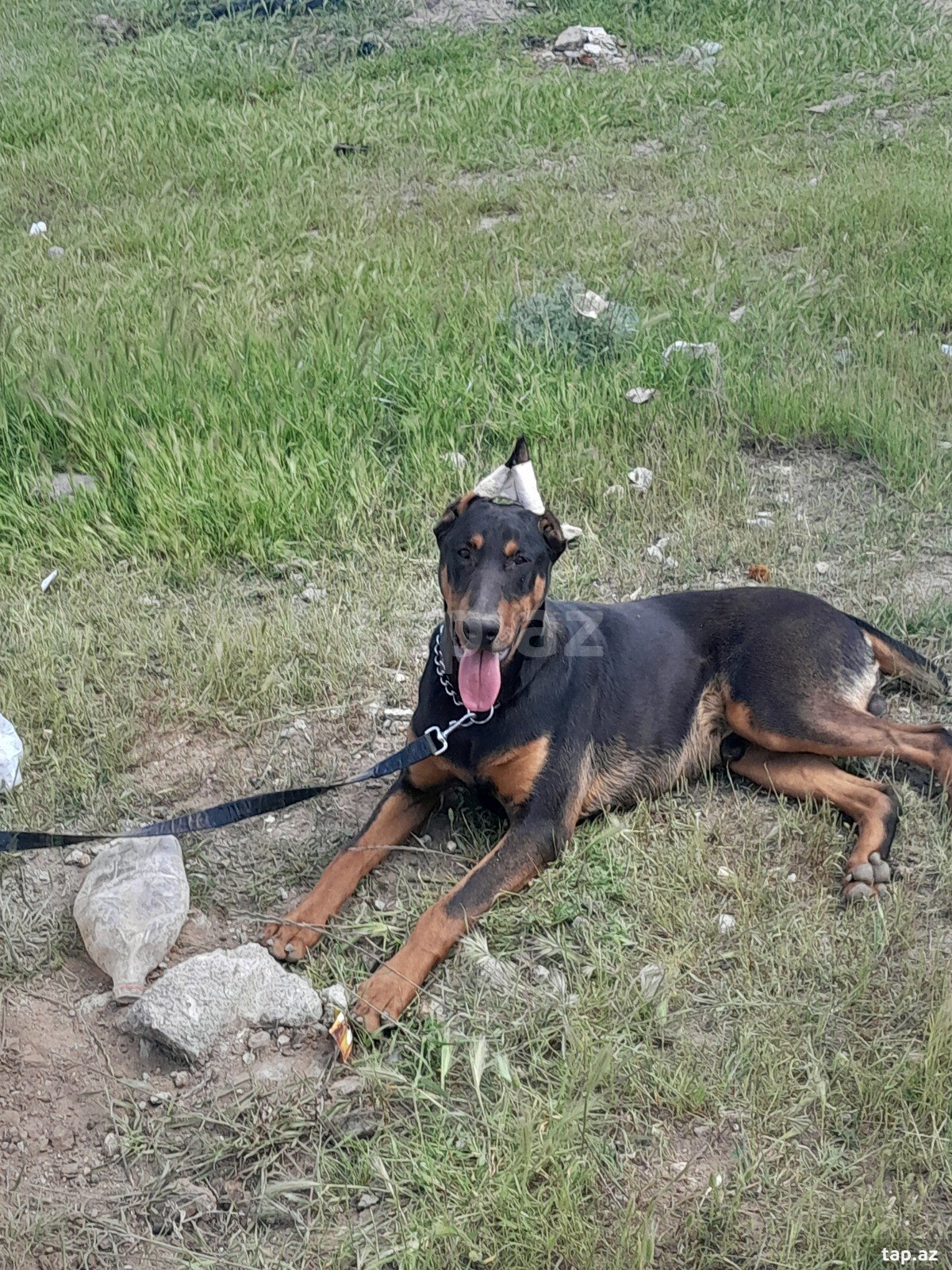 Doberman 