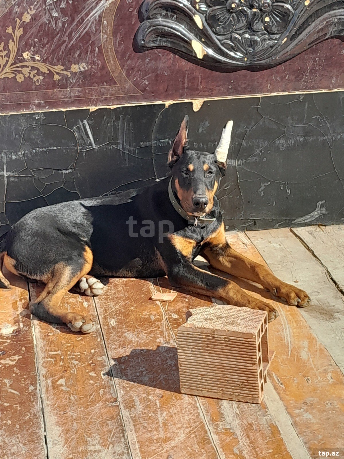 Doberman  (4)