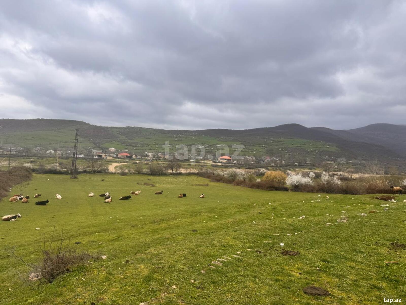 36 sot torpaq sahəsi, Şabran r., İzmara kəndi