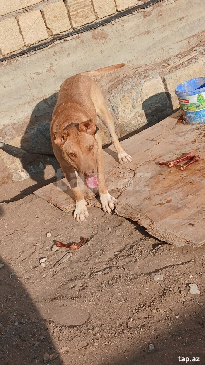 Pitbul  (2)