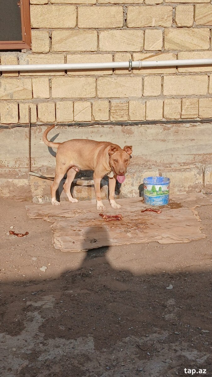 Pitbul  (4)