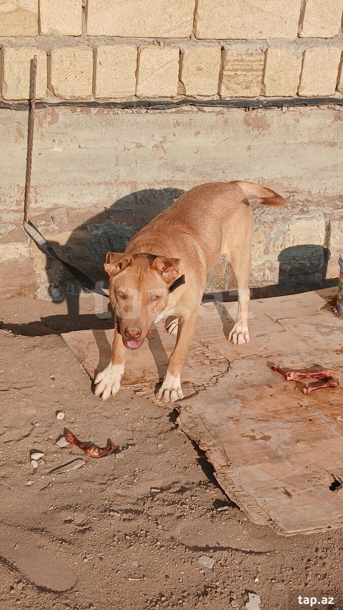 Pitbul  (3)
