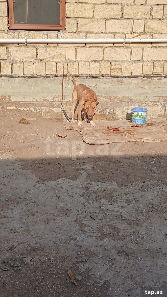 Pitbul  (9)