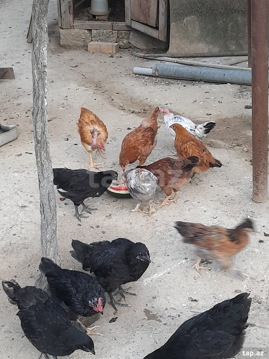 Kənd cücələri (3)