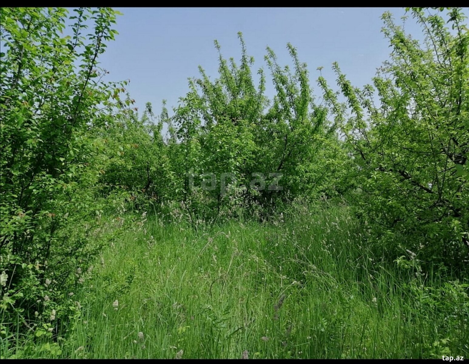 10 sot torpaq sahəsi, Quba r. (2)