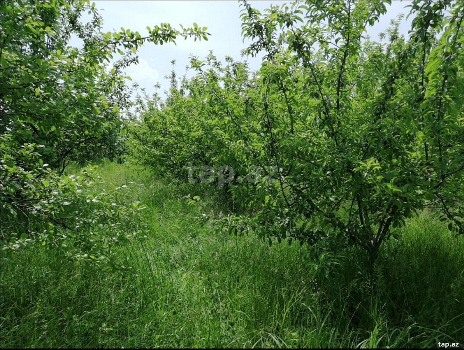 10 sot torpaq sahəsi, Quba r. (7)