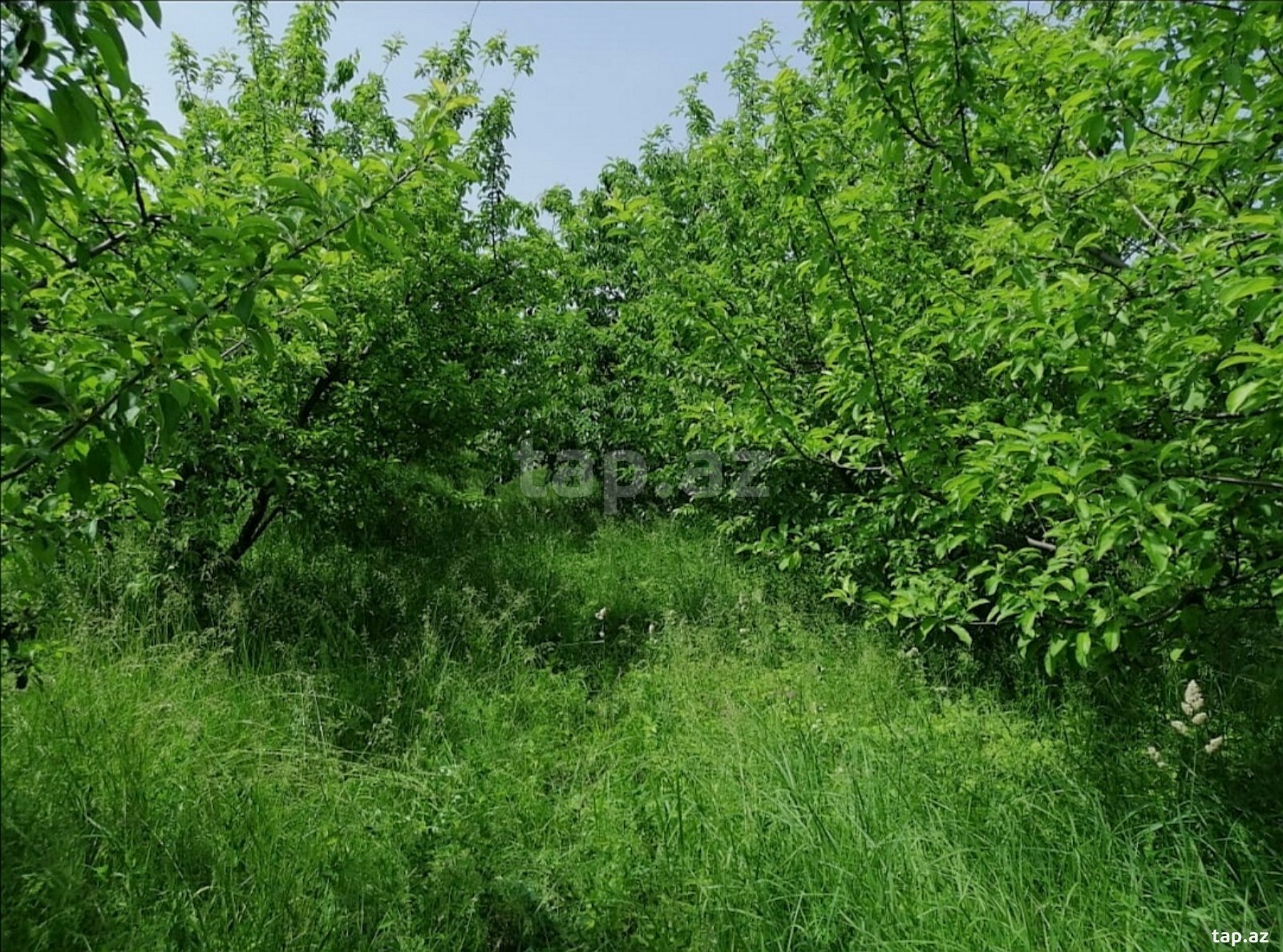 10 sot torpaq sahəsi, Quba r. (6)