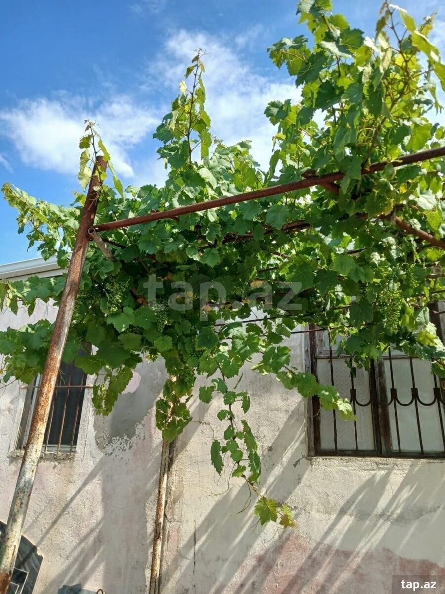 Bağ evi, Nardaran qəs. (11)