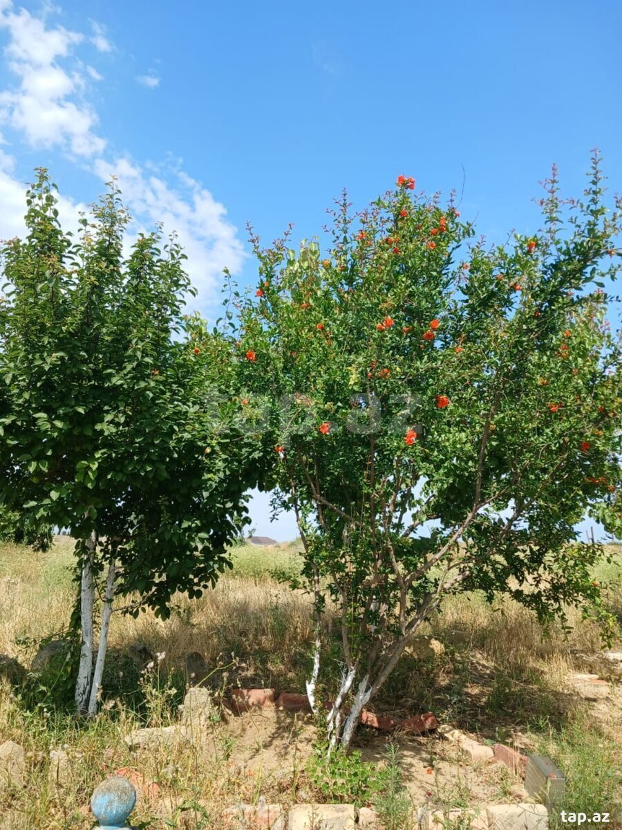 Bağ evi, Nardaran qəs. (13)