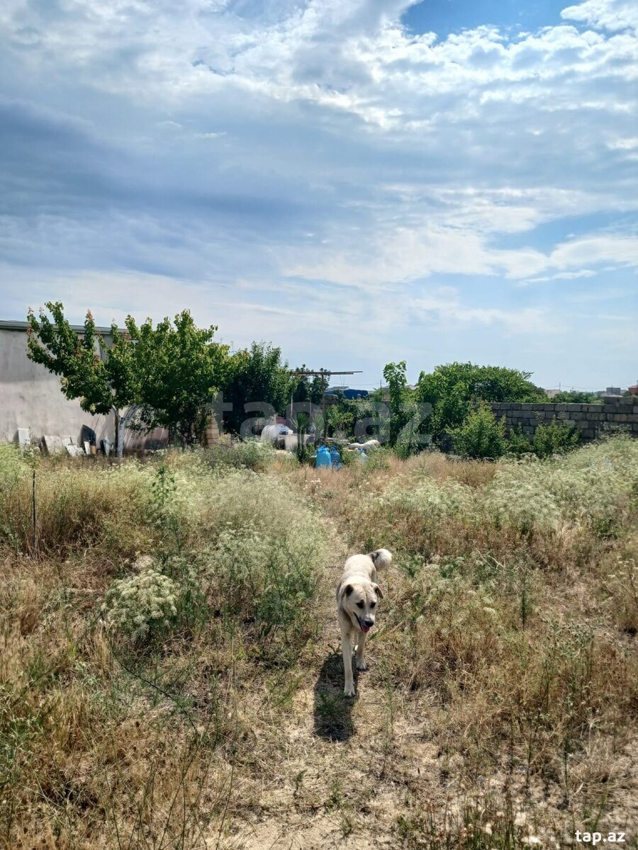 Bağ evi, Nardaran qəs. (20)