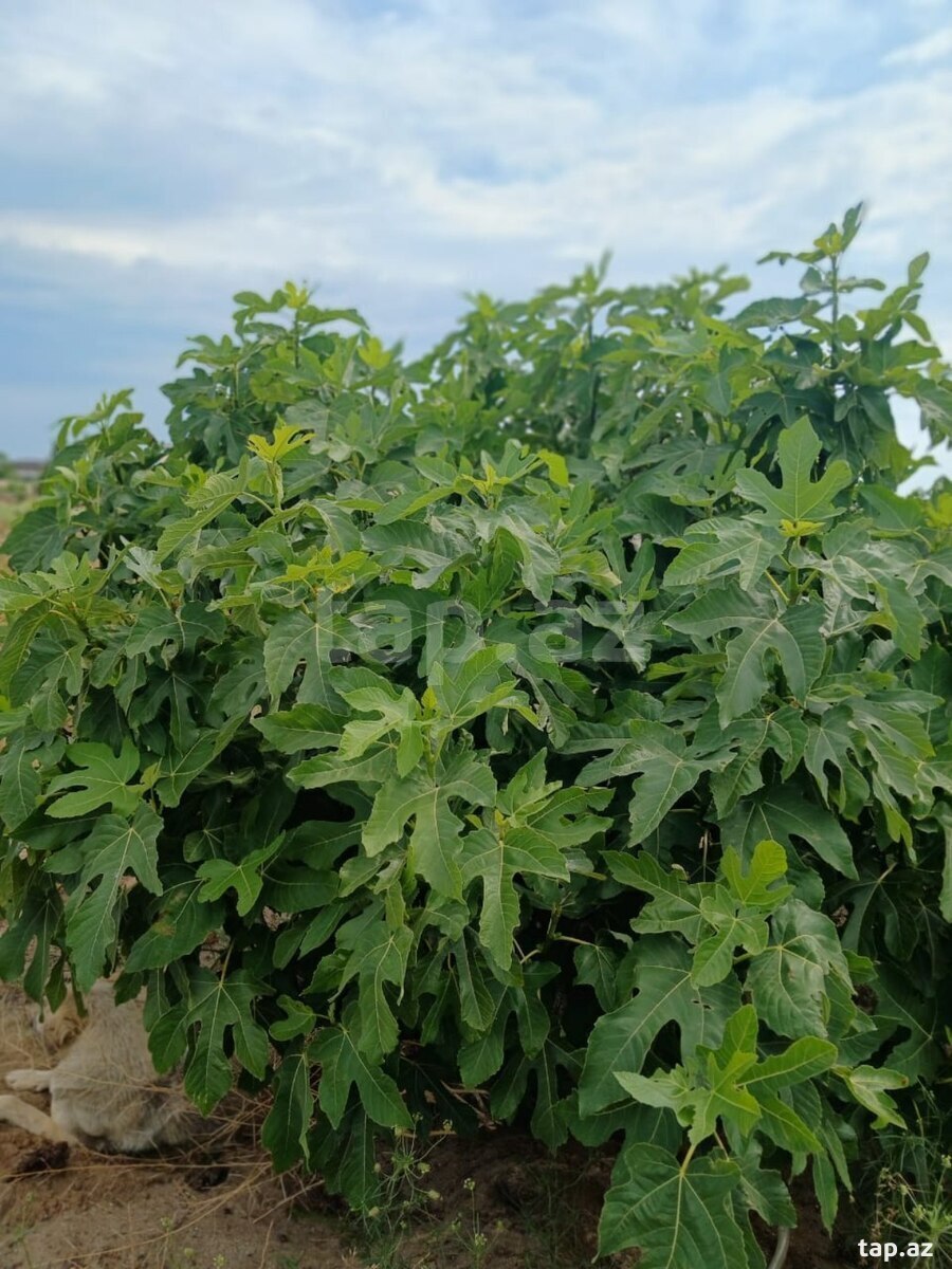 Bağ evi, Nardaran qəs. (22)