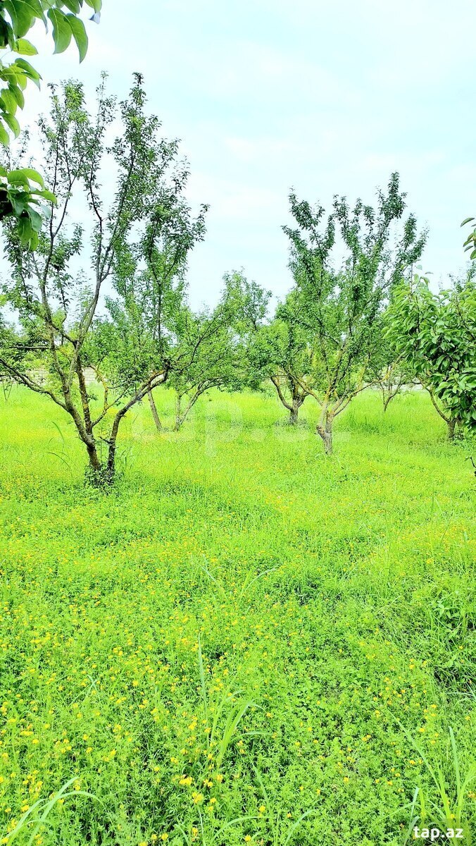 19 sot torpaq sahəsi, Göyçay r. (8)