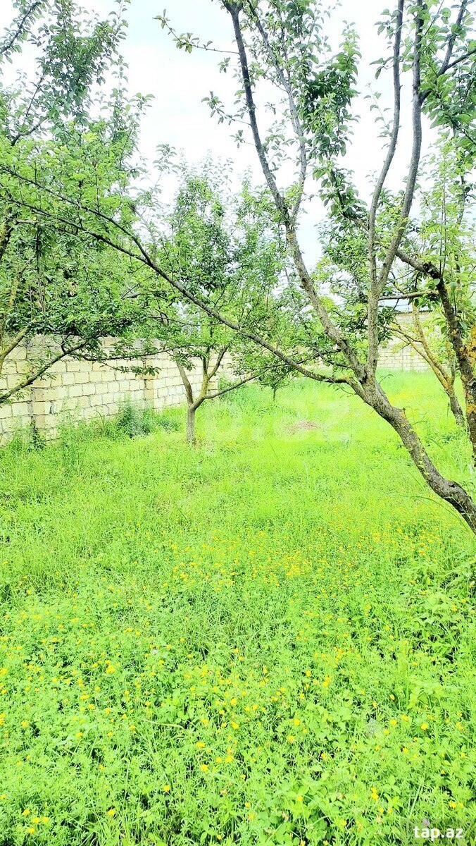 19 sot torpaq sahəsi, Göyçay r. (7)