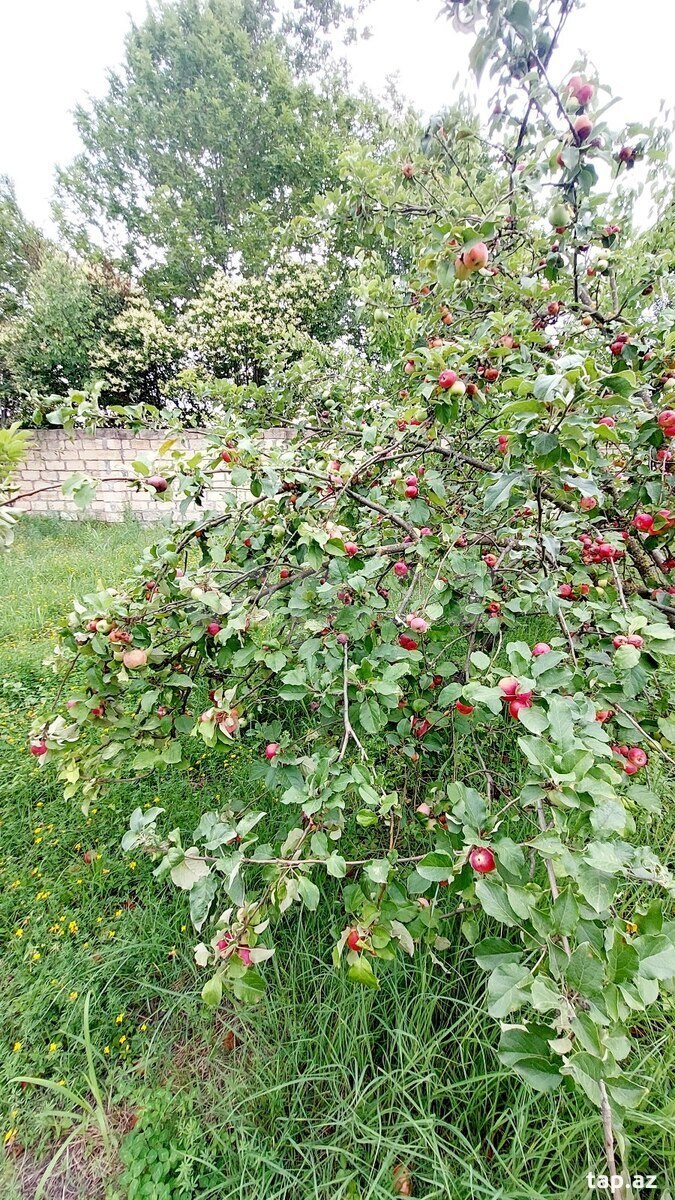 19 sot torpaq sahəsi, Göyçay r. (9)