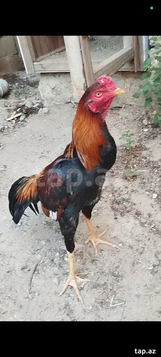 Heyratı xoruz