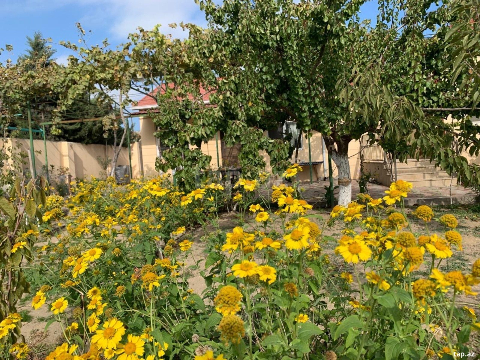 Bağ evi, Buzovna qəs. (24)